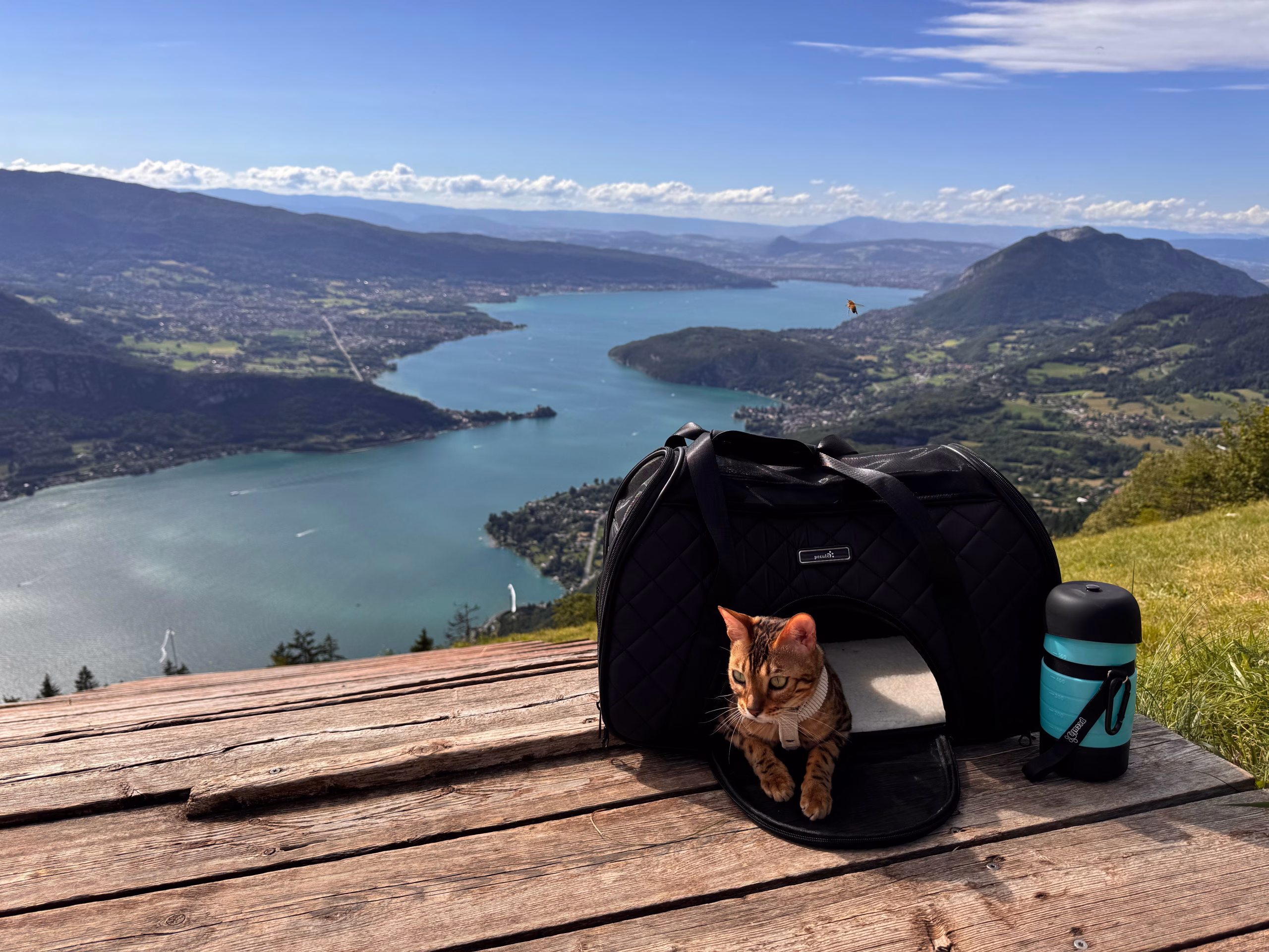 Habituer son chat aux balades en extérieur : Uma dans son sac de transport avec sa gourde
