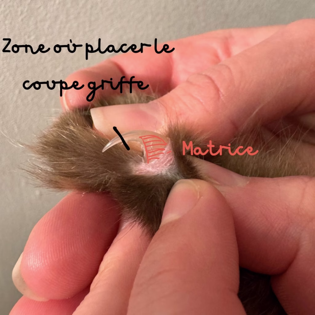 L'épointage des griffes des chats 1 unnamed file